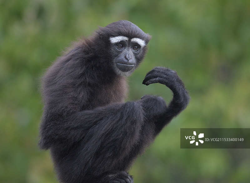 好奇(白眉长臂猿)图片素材