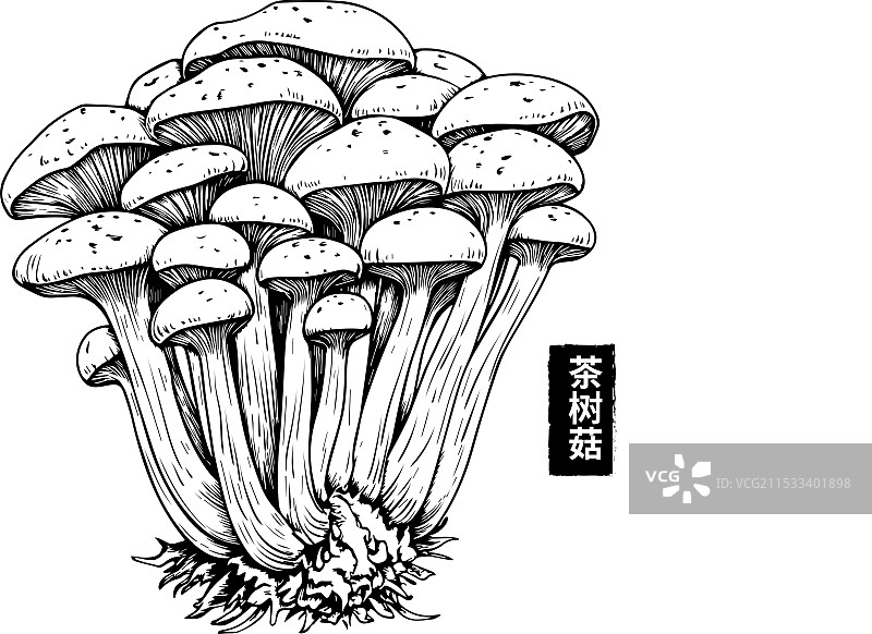 木刻版画风茶树菇矢量插画图片素材