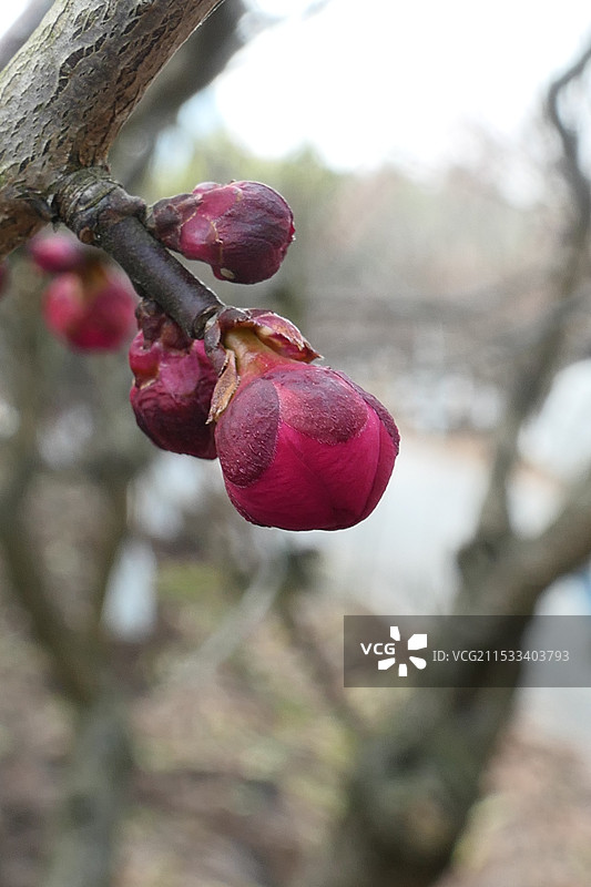 上海世纪公园梅花盛开 世纪梅园图片素材