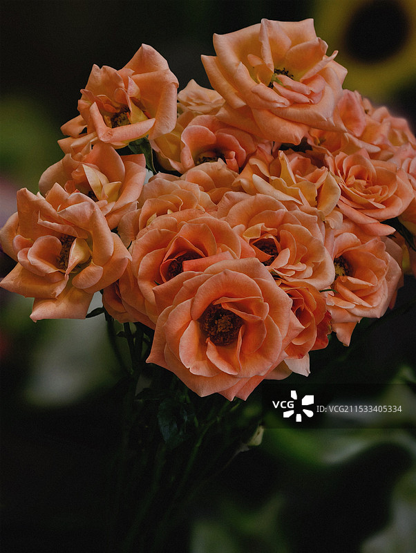 玫瑰花图片素材