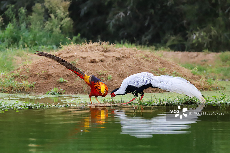 红腹锦鸡和白鹇——摄于山东省潍坊市图片素材