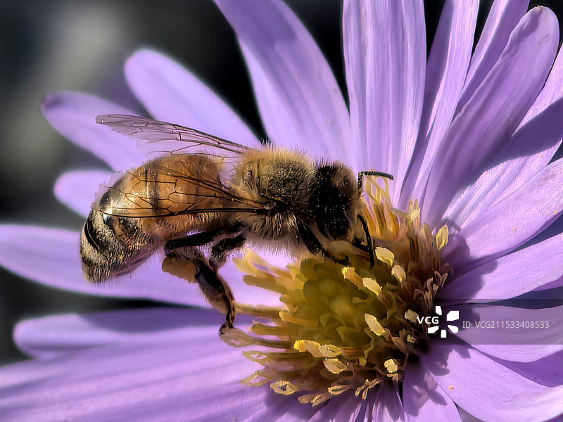 采蜜忙图片素材