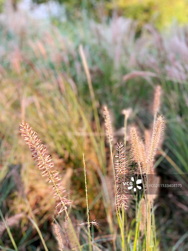 上海世纪公园秋天十一月风光图片素材