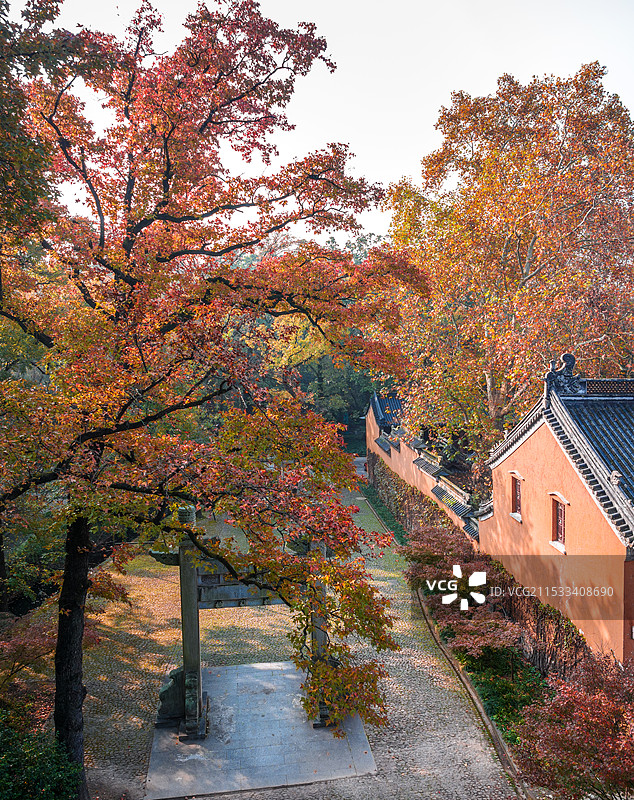 灵谷深松图片素材