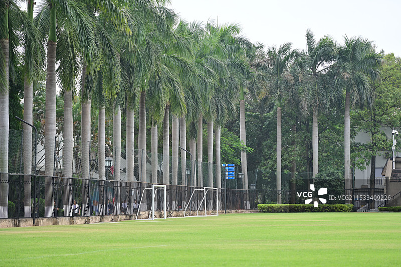 厦门鼓浪屿棕榈树图片素材