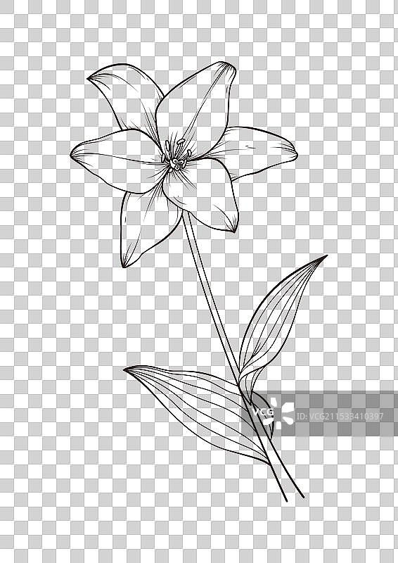 百合花线描图片素材