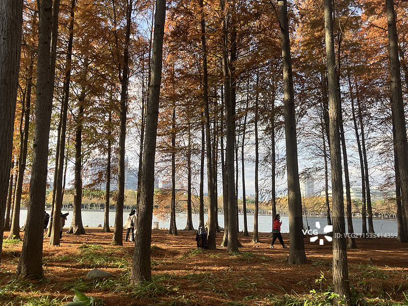 上海世纪公园水杉林落叶 秋天冬天交替季节图片素材