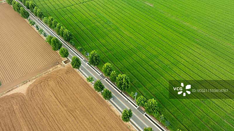 绿色稻田农村农业图片素材