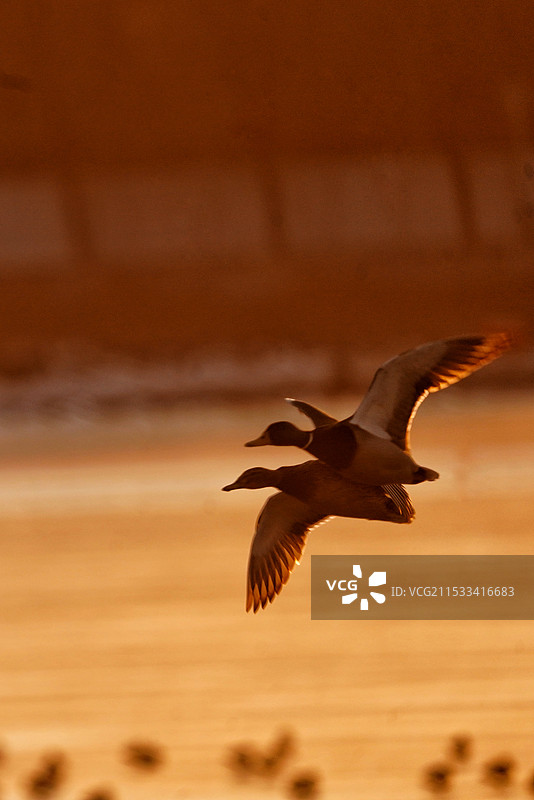 北京水库绿头鸭图片素材