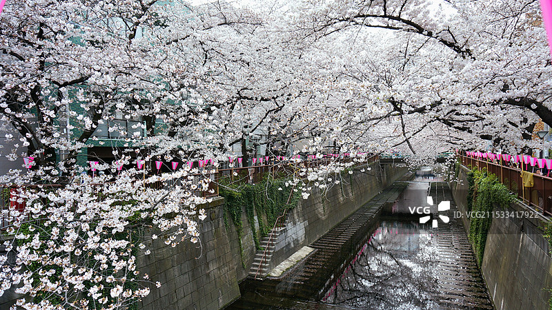 日本东京都目黑区，目黑川的樱花图片素材
