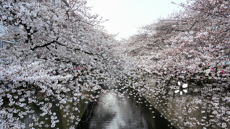 日本东京都目黑区，目黑川的樱花图片素材