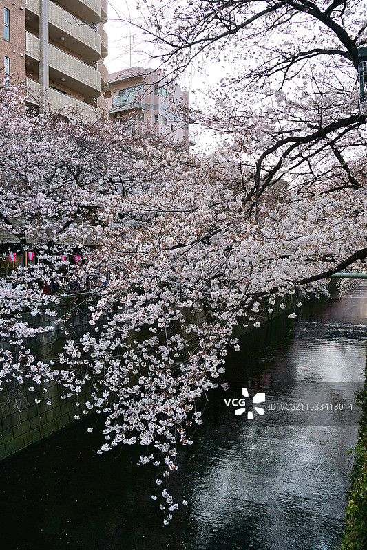 日本东京都目黑区，目黑川的樱花图片素材