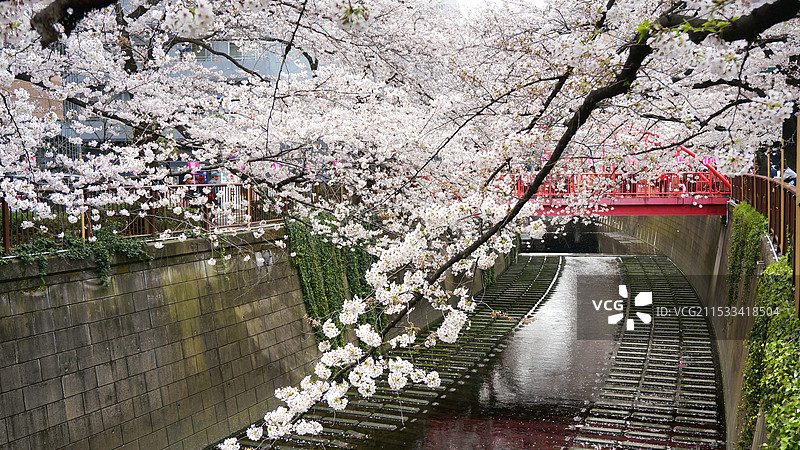 日本东京都目黑区，目黑川的樱花图片素材