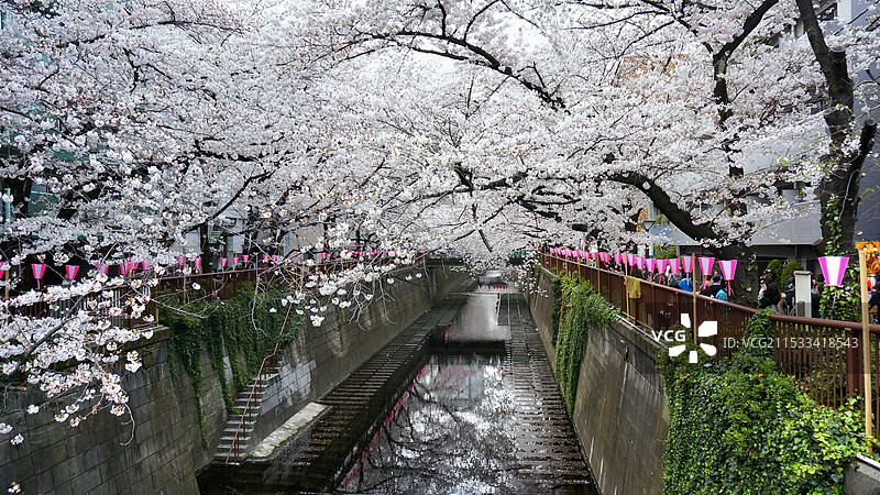 日本东京都目黑区，目黑川的樱花图片素材