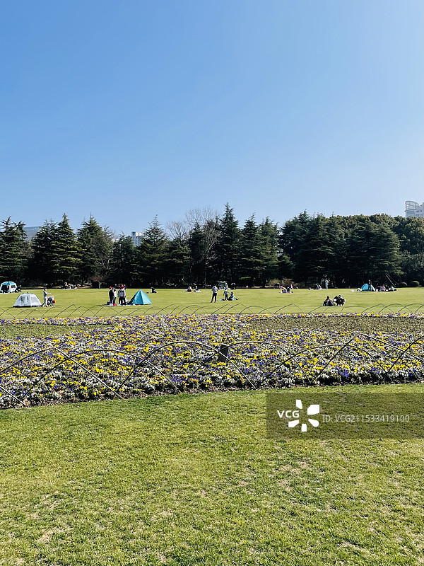 上海世纪公园大草坪风光 冬天二月末图片素材