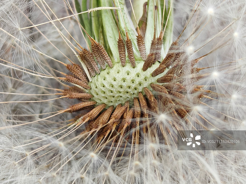 苦苣菜种子图片素材