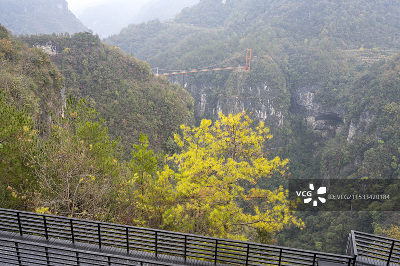 大山松树黄叶秋天玻璃桥吊桥景观自然风光图片素材