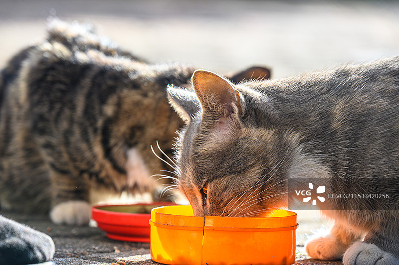 猫在进食的特写镜头图片素材