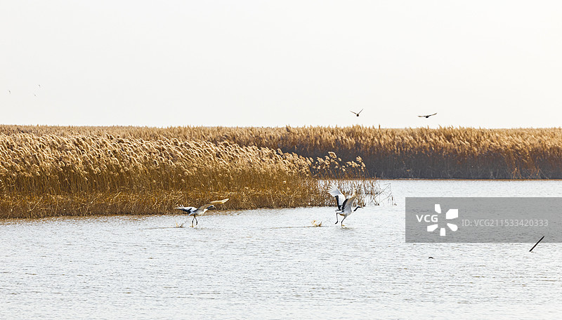 山东东营黄河入海口，冬日鸟类的天堂图片素材