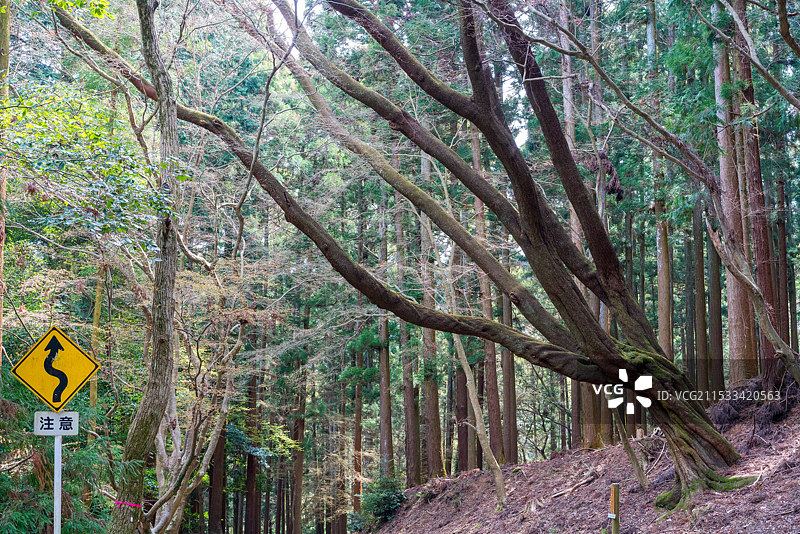 日本奈良县奈良公园春日山风光美景图片素材
