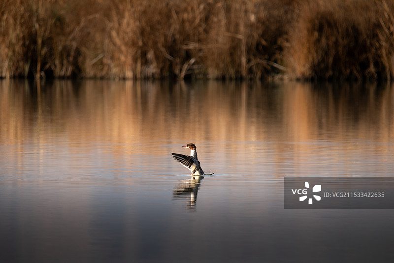 普通秋沙鸭 野生动物 鸟类图片素材