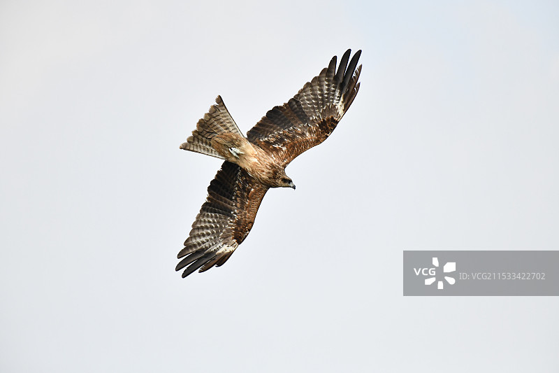 飞翔的老鹰图片素材