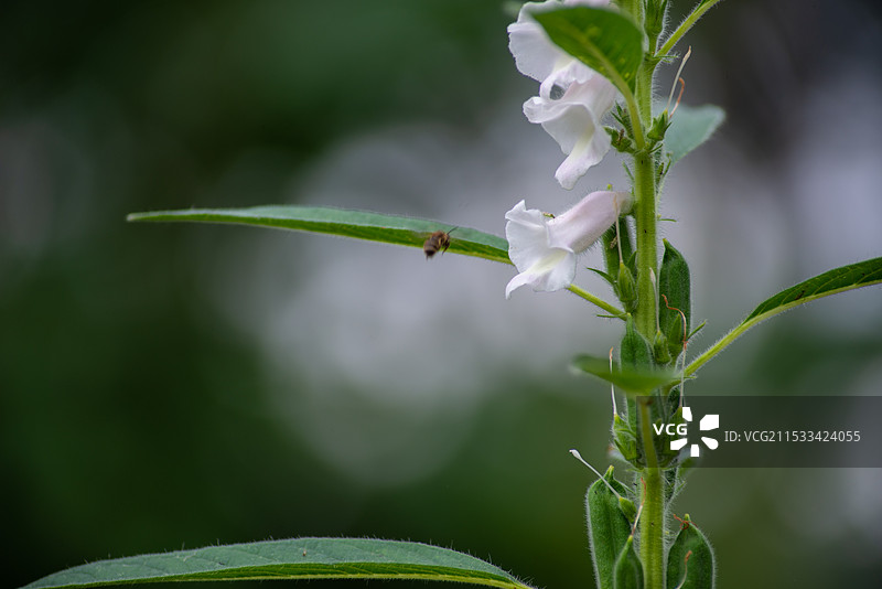 芝麻开花图片素材