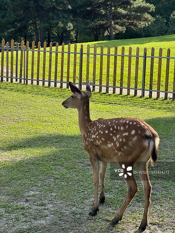 哈尔滨·太阳岛风景区 鹿图片素材
