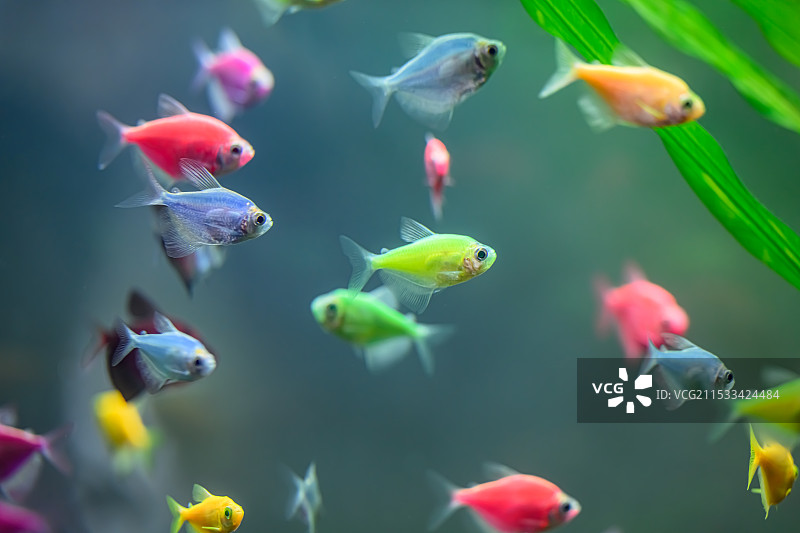 天使鱼图片素材