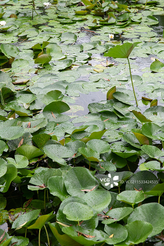 清华大学荷塘图片素材