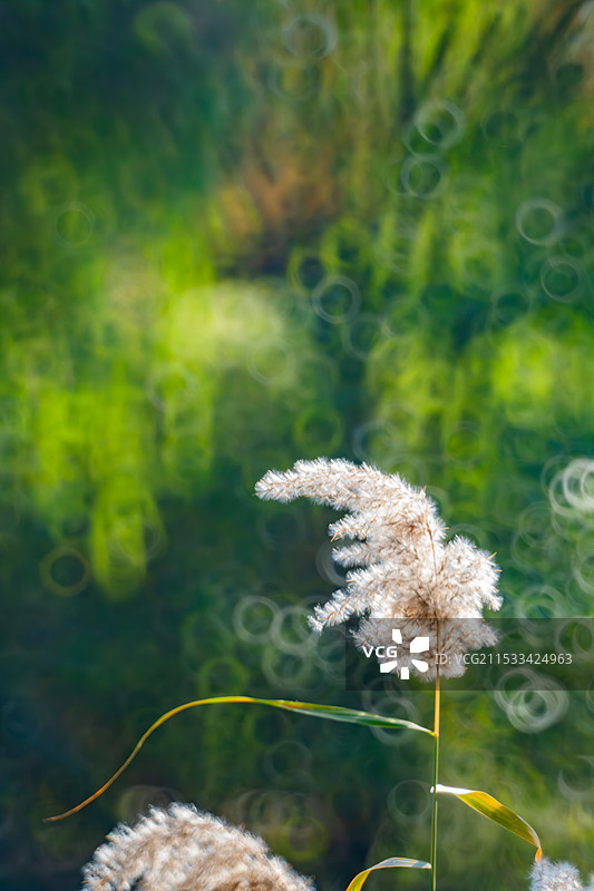 白色开花植物特写图片素材