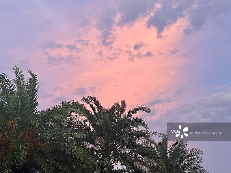 棕榈树晚霞图片素材