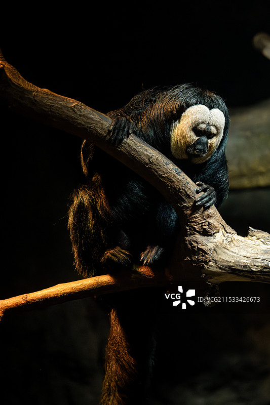 江苏南京红山森林动物园的白面僧面猴“杜杜”图片素材