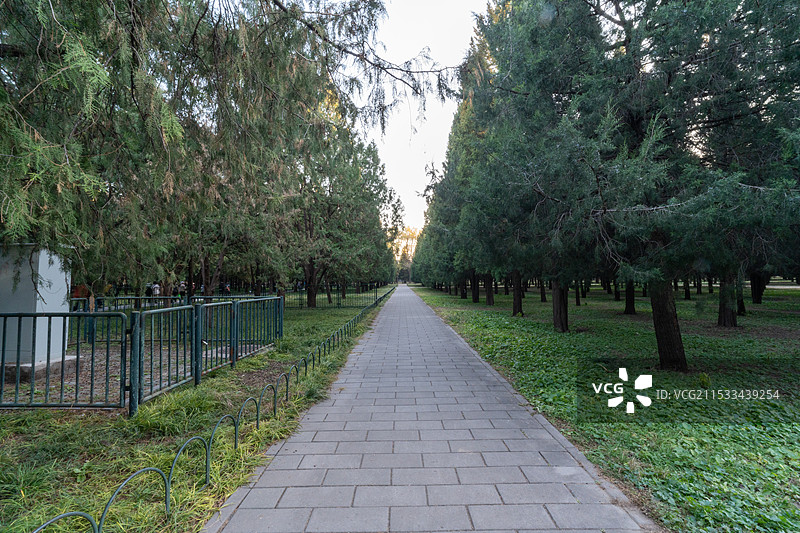 天坛 外坛墙 古柏图片素材