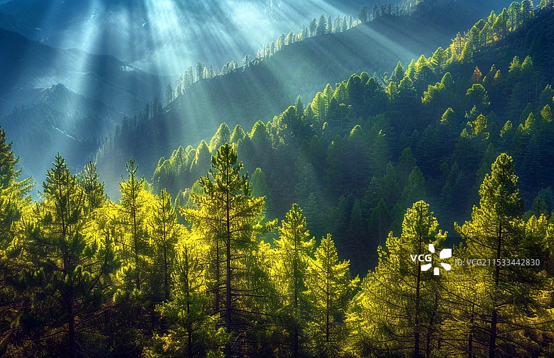 森林-丁达尔光图片素材