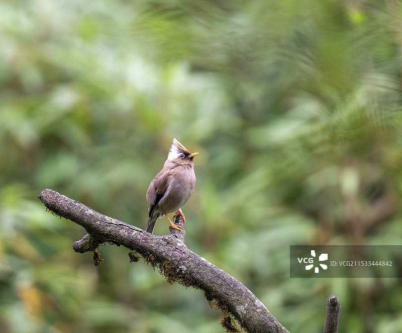 枝头的小鸟图片素材