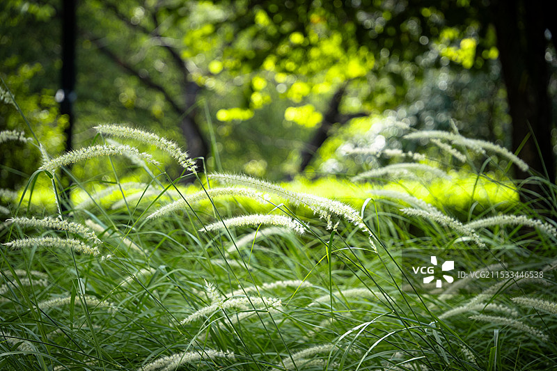 乘风摇曳的狗尾巴草图片素材