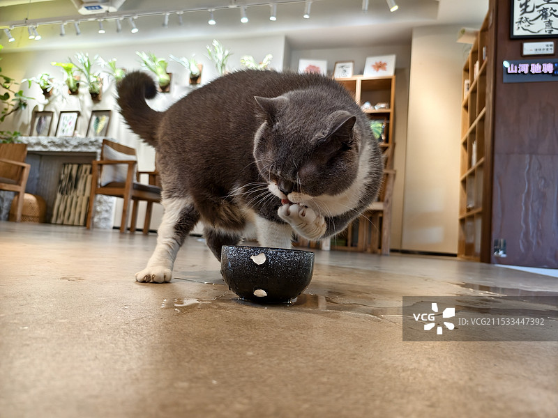 胖胖蓝白喝水特写图片素材