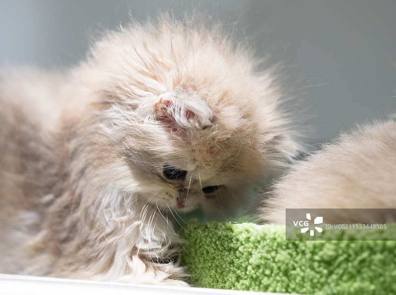 橱窗里的猫猫图片素材