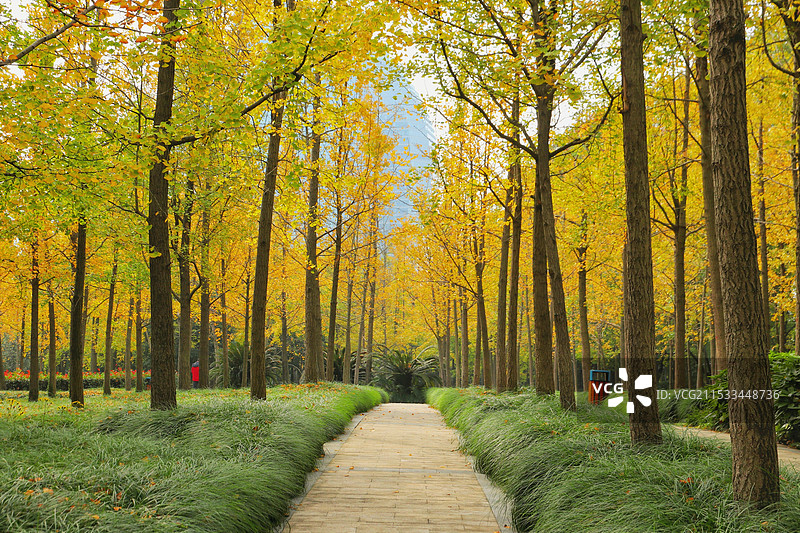 银杏黄了，城市渐入深秋图片素材