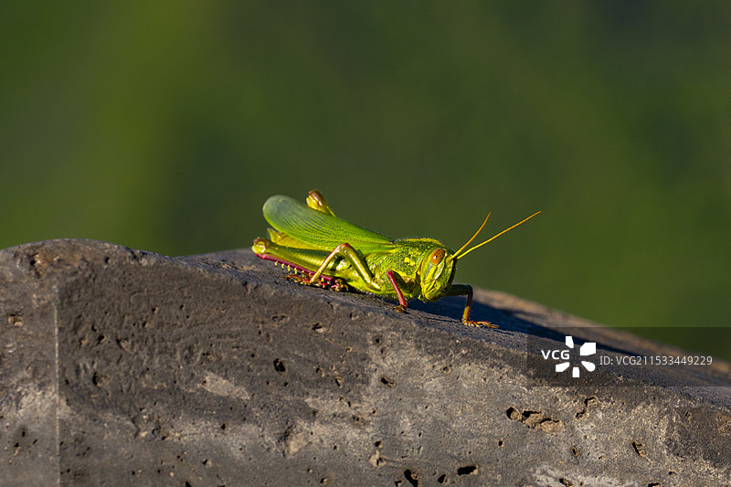 城墙上的小生物图片素材