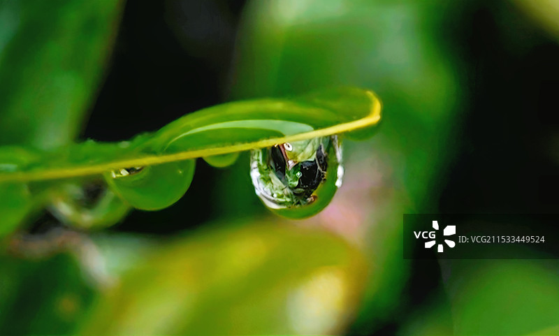 雨滴落在树叶上的特写镜头图片素材