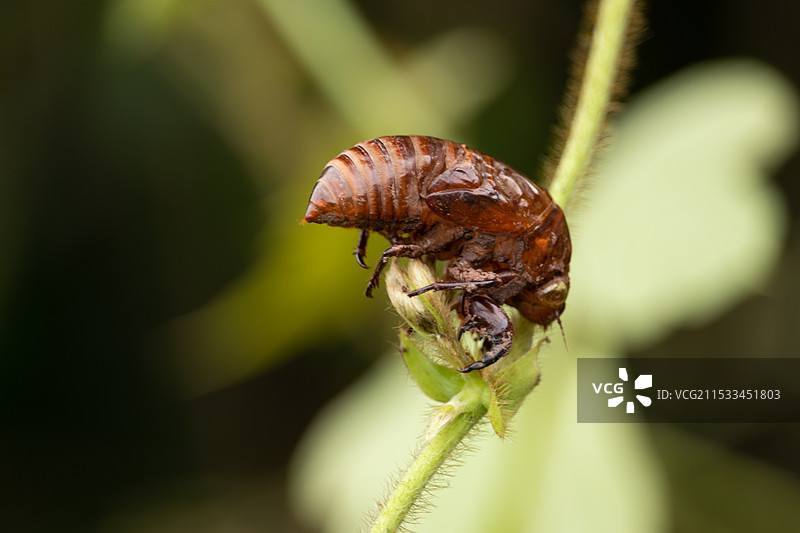 野外天然野生的中药材蝉蜕蝉衣,知了壳知了皮，蝉脱金蝉衣，蝉壳蝉皮，中国中医昆虫原料特写图片素材
