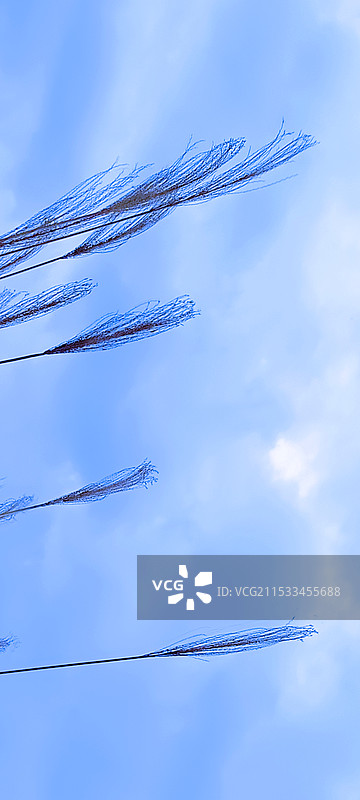 水墨芦苇图片素材