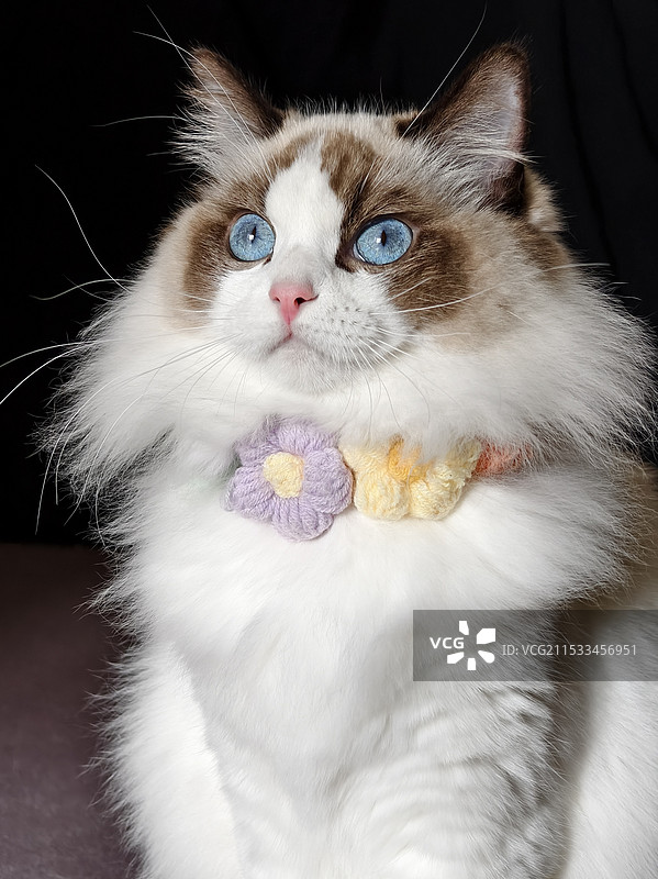 带花环的布偶猫图片素材