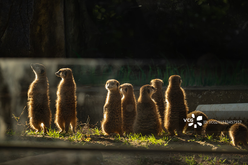 红山森林动物园的细尾獴图片素材