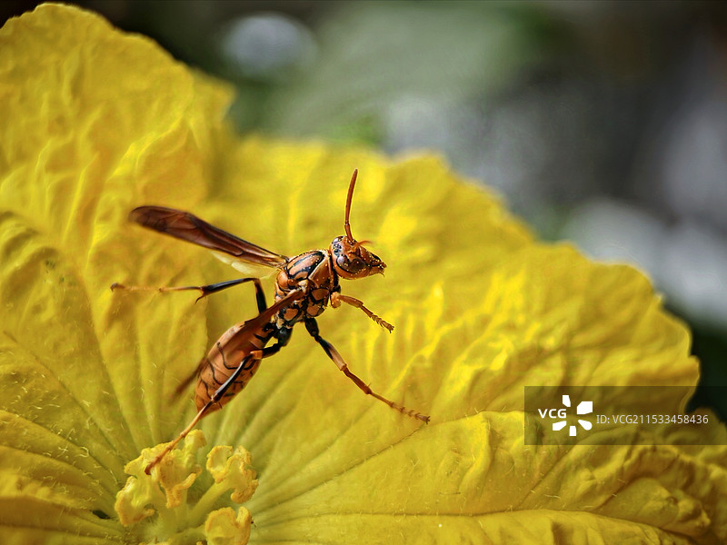 蜜蜂在黄花上的特写镜头图片素材