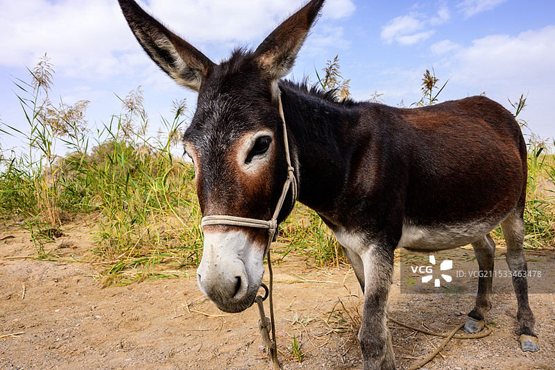 一只可爱的小驴A lovely little donkey图片素材
