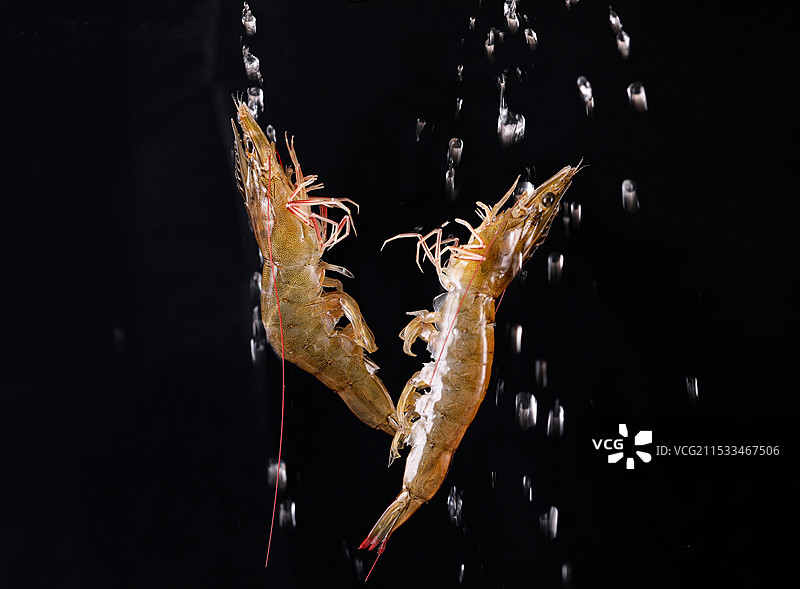 黑虎虾白虾海鲜图片素材