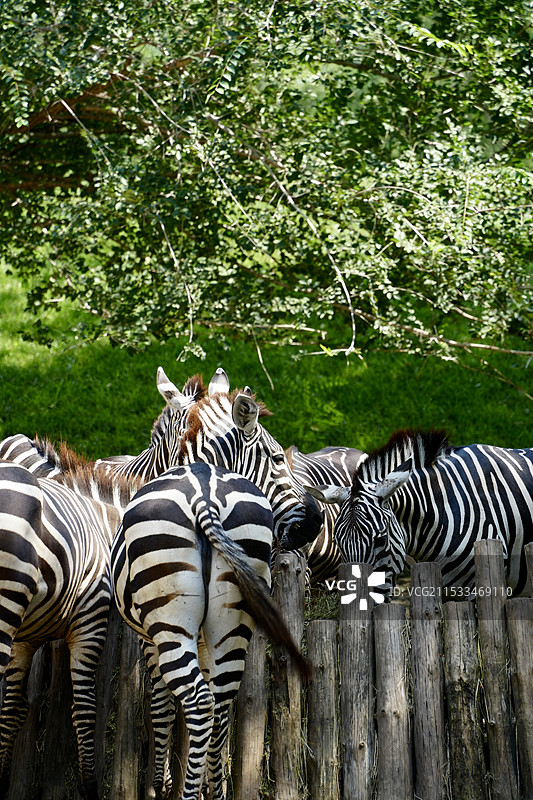 动物园里的斑马图片素材